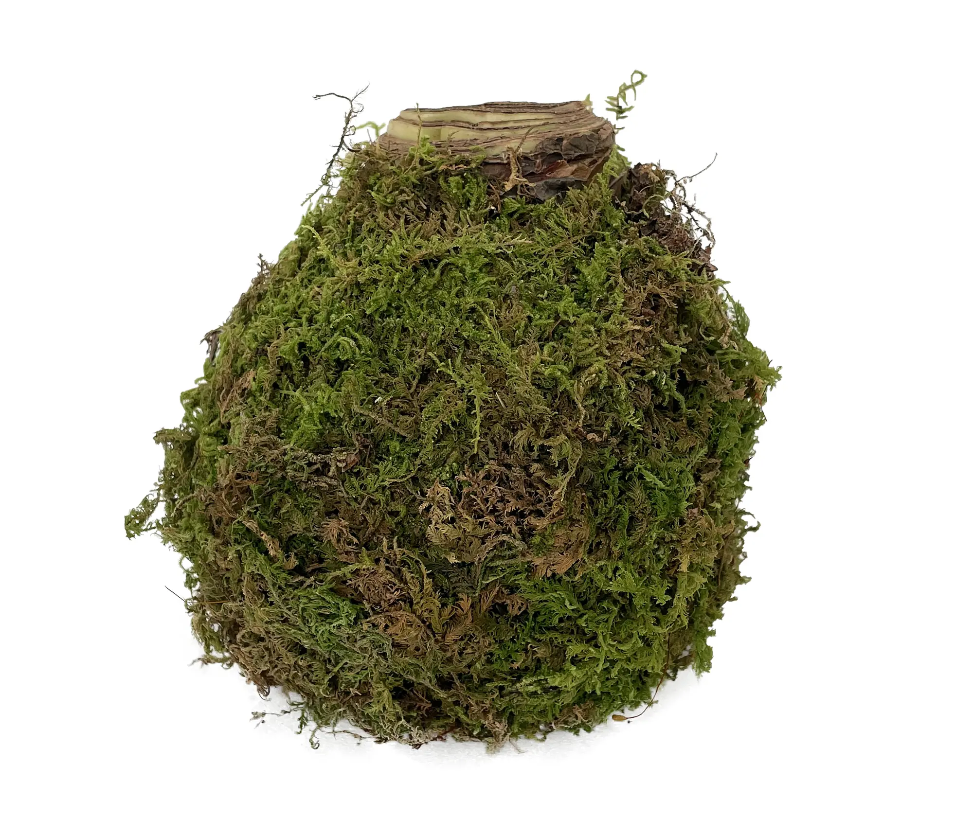 Sovereign Moss Coated Jumbo Amaryllis -Immediate Shipping for Holiday Blooms