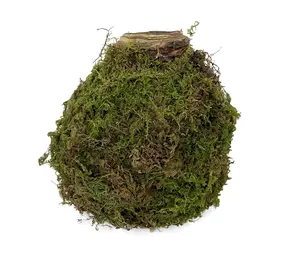 Sovereign Moss Coated Jumbo Amaryllis -Immediate Shipping for Holiday Blooms