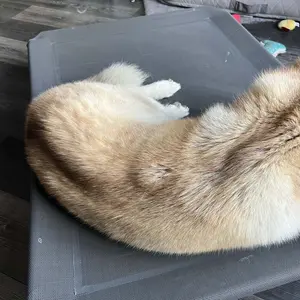 【VALUXE】 Elevated Dog Bed for Large Dogs, Cooling Pet Cot with Breathable Mesh & Durable Frame, Easy to Clean Raised Pet Mats for Indoor & Outdoor Home