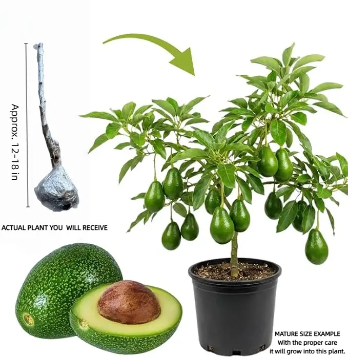 Live Avocado Tree – 4–5 Year Old Grafted Seedling, Bare Root, Suitable for Pot or Ground Planting, Great for Home Gardens