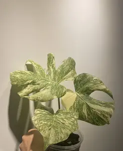 Rare Monstera Legacy Variegata Live Starter Plant 2-Inch Pot | Variegated Monstera Collector Plant
