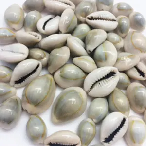Hand of closed cowry shells 21 pieces Caracoles Cerrados Mano 21 Pieza