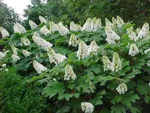 50 Oakleaf Hydrangea seed, Hydrangea Quercifolia, Seeds (Fast, Showy, Fall Color)