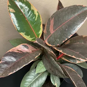 Ficus Elastica Rubber Tree Ruby