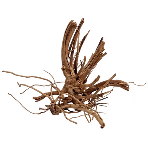 WIO Wood - Blondspider
