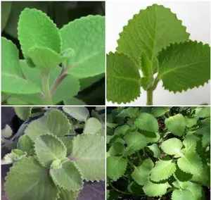 2 Cuban Oregano~Mexican Mint~Spanish Thyme~Well Rooted plant 5 to 7 Inches