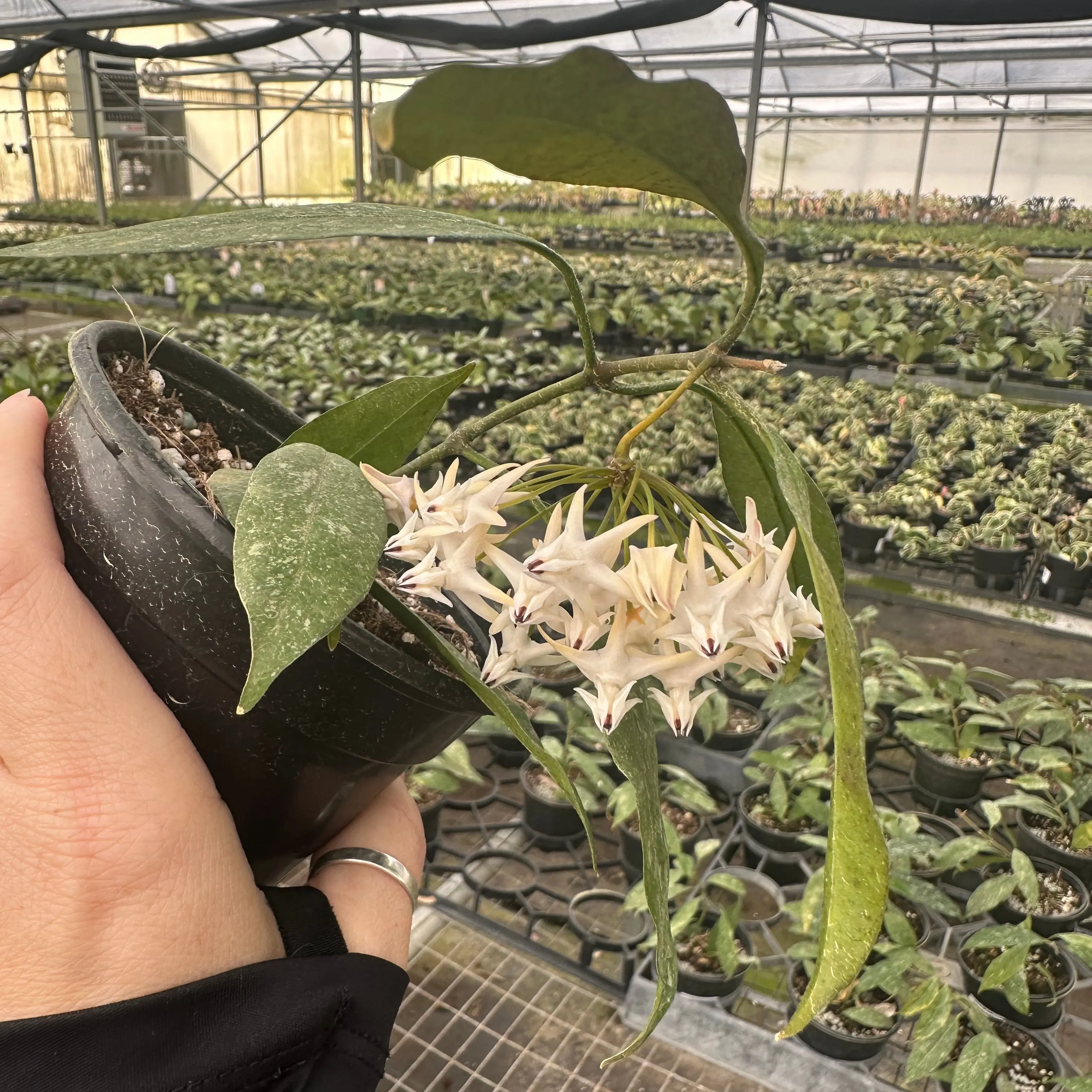 Hoya multiflora splash - 4" pot