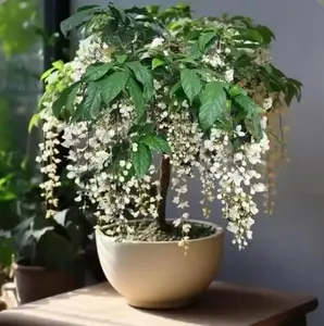 100pcs Jasmine Seeds – Create Your Own Fragrant Oasis with These Easy-to-Grow, White-Blooming Plants, Ideal for Containers, Borders, and Indoor Pots, Great Gift for Gardeners