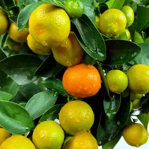 3-(Citrofortunella micro) Seedlings Rare Orange-Lime-Lemon Calamansi Fruit Tree