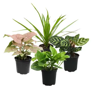 Essential Houseplant 4-pack: Popular Air Purifying Live Plants - (4.25” Pots) - Marble Queen Pothos – Peperomia - Calathea - Syngonium - Sansevieria Snake Plants - Neon Pothos - Ferns - Easy Care Plants for Beginners - No Duplicates