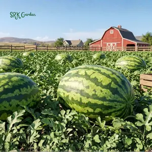15+ Crimson Sweet Watermelon Seeds