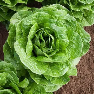 Organic Paris Island Cos Lettuce Seeds (Lactuca sativa) – Romaine Type, Crunchy and Sweet – Minimum: 150+ Seeds