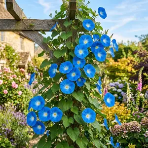 100 Heavenly Blue Morning Glory Seeds for Planting - Variety for Home Gardening