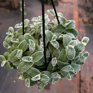 Tradescantia white velvet