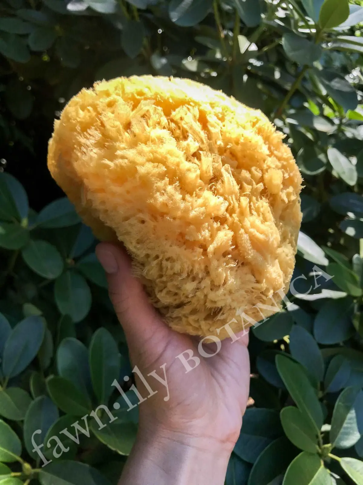 PREMIUM WHOLE NATURAL + SUSTAINABLE BATH SEA SPONGES