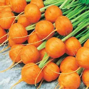 Watermelon Radish Seeds 1000PCS Heirloom Vegetable Seeds Colorful Root Crop Rábano Sandía