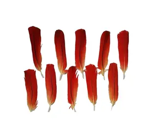 African Parrot Feather (10 Feathers) African Parrot Feather (10 Feathers)