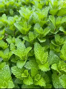 Seed Needs Peppermint Seeds for Planting - Non-GMO, Heirloom & Untreated - Medicinal/Culinary Herb to Plant a Home Grown Indoor or Outdoor Garden (1 Packs,About 1,000pcs seeds)