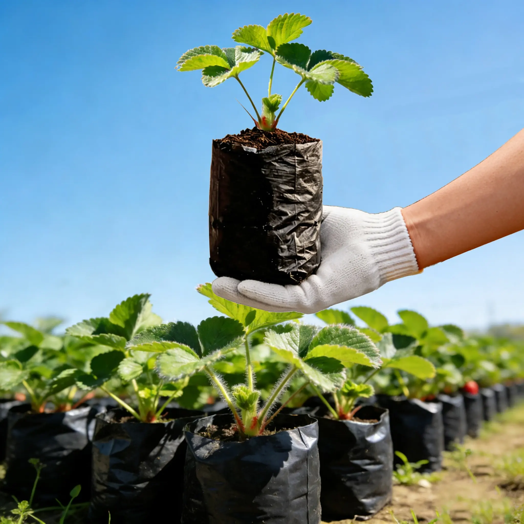 Plastic Plant Grow Bags, Planting Bags, Planter Bags, Drainage Holes & Breathable Bottom, Lightweight Durable Tree & Seedling Pots, Garden Planters, Indoor/outdoor Use