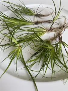 Tofu's Tanks Juncus Repens "Creeping Rush" - Live Aquarium Plant - Portion Size: One Stem