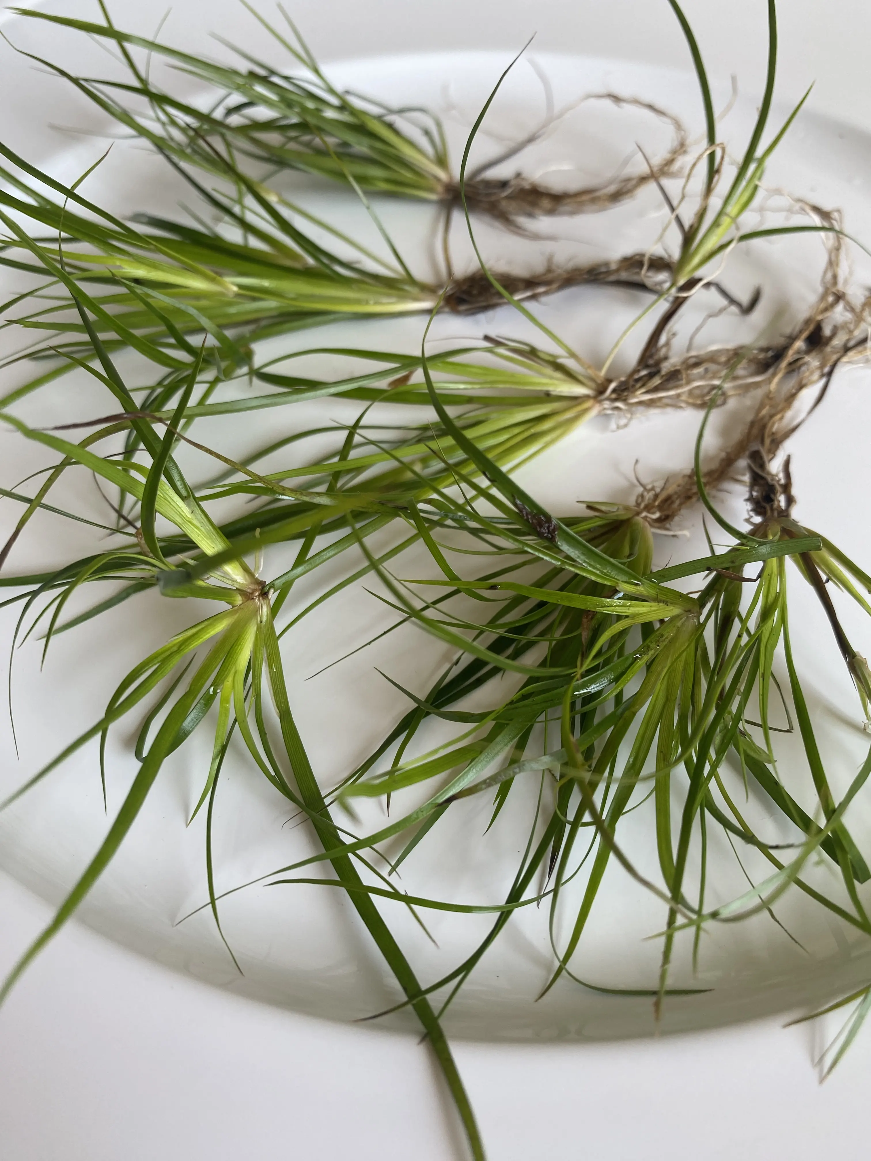 Tofu's Tanks Juncus Repens "Creeping Rush" - Live Aquarium Plant - Portion Size: One Stem