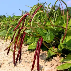 Mississippi Purple Cowpea Organic Seeds (Vigna unguiculata) – Southern heirloom variety producing glossy purple pods and creamy peas—great for hot climates.