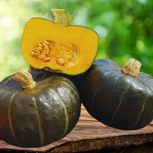 Heirloom Burgess Buttercup Winter Squash Seeds - Organic and Regenerative Gardening Seeds
