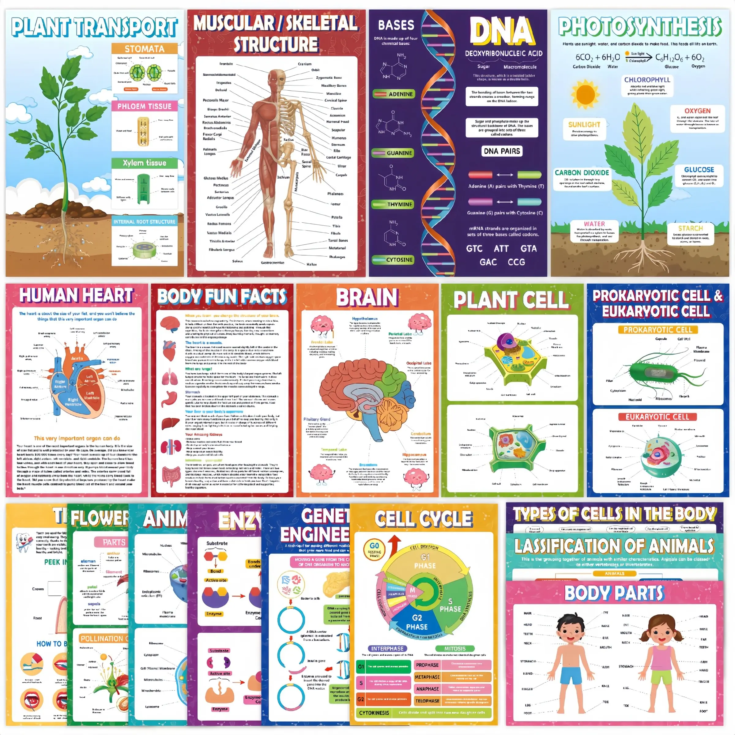 18-Piece Biology Science Poster Set, Waterproof English Wall Posters, Middle School High School Learning Aids, Classroom Room Decor, Classroom Supplies, Teaching Supplies