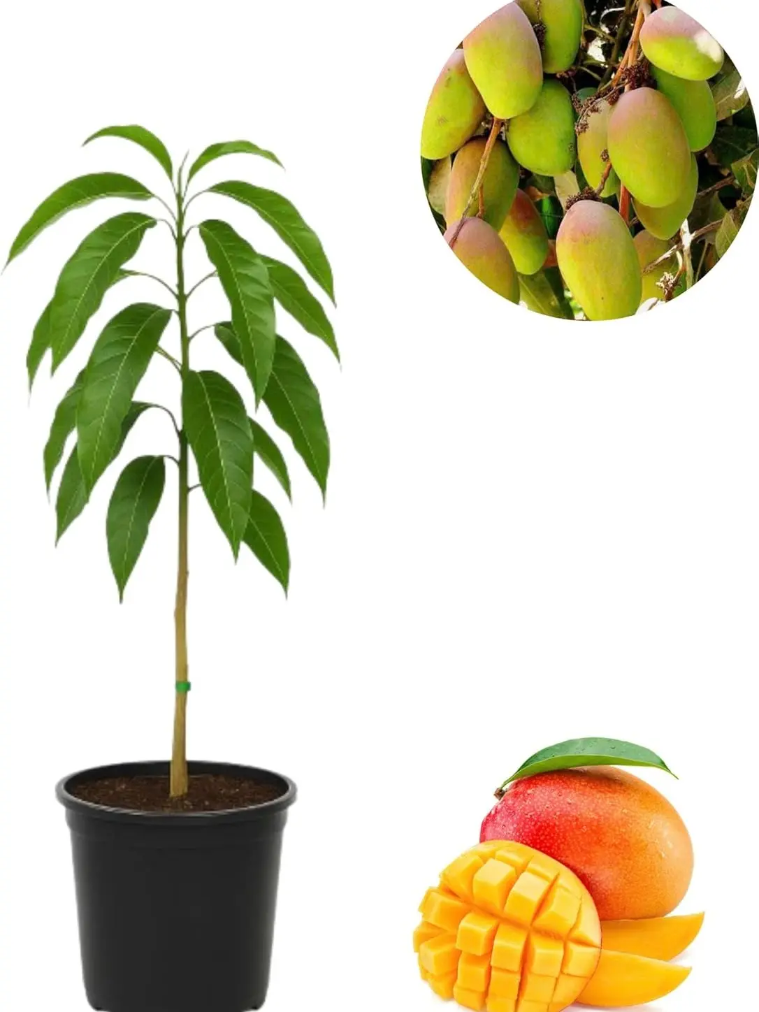 Premium Mango Seedling Live Tropical Fruit Tree Suitable For Container & Backyard Growing