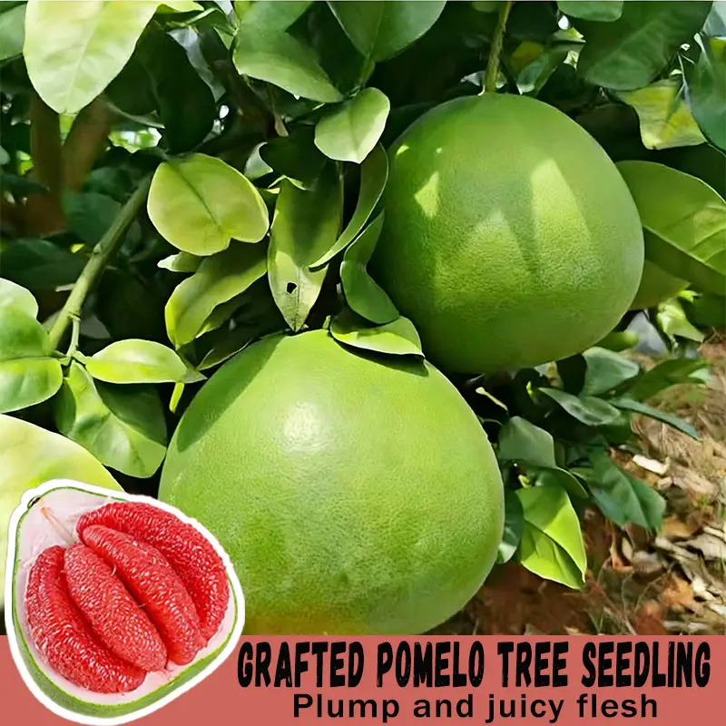Grafted Red Flesh Pomelo Bare Root Sapling, Giant Round Pomelo With Plump Sweet Juicy Red Pulp, Dwarf Compact Tree For Balcony Pot & Backyard Ground Planting, High Yield Early Fruiting