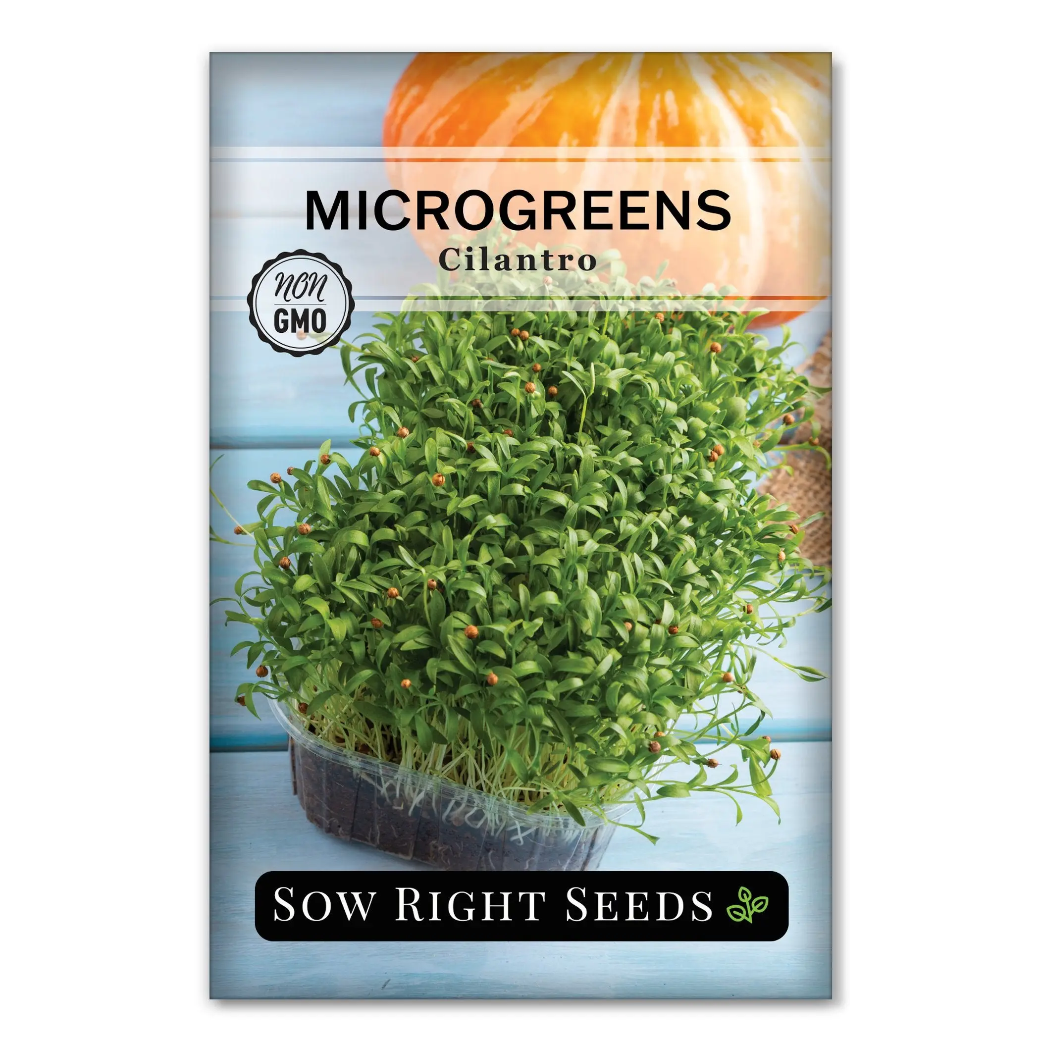 Microgreens Cilantro