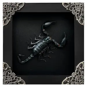 Framed Scorpion, Dried Insect Shadow Box, Entomology Display, Gothic Oddity Collectible, Scorpio Gift, Curiosity Cabinet Decor, Wall Art, Home Living