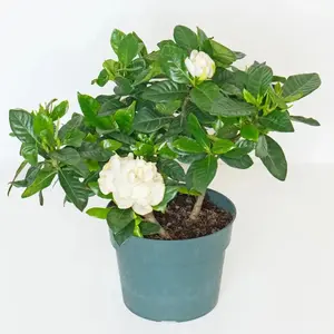 Gardenia Jasminoides 6” Potted Live Plant - Cape Jasmine - Fragrant Shrub - Creamy White Flowers - Tropical Houseplant - Smells Good- Glossy Evergreen Foliage - Elegant Indoor Outdoor Plant - Gift for Gardeners - Classic Floral Bush