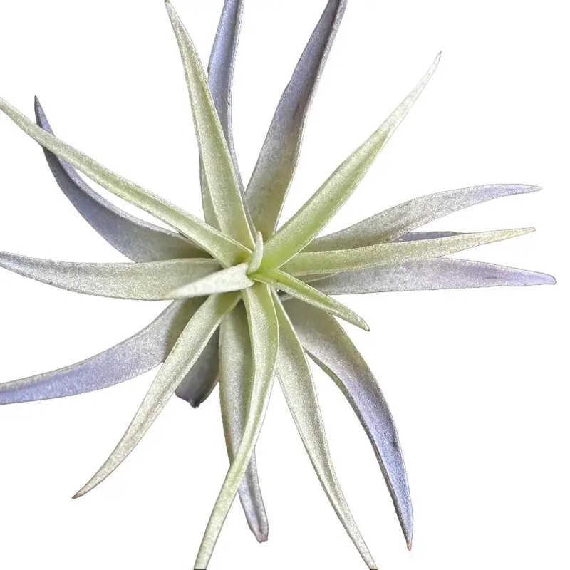 dorotheanthus mezoo plant Advanced Nursery Growers: Elevating Expertise in the Horticultural Sector main image 0