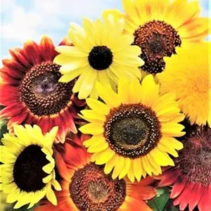 8 Species Mix Variety Pack Sunflower Seeds - 50pcs/pack - Diverse Sunflower Mix for Vibrant Blooms & Fast Flowering - Ideal for All Seasons Garden Design