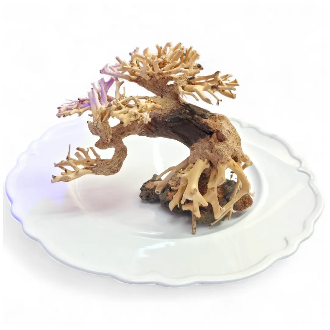 Tofu's Tanks Corcovado Driftwood Bonsai tree for Aquariums, Terrariums, and Vivariums!
