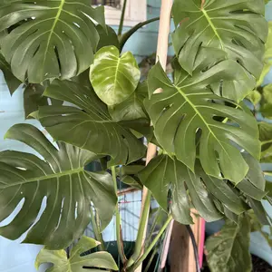 Perfect Plantista Houseplant Pest Spray for Houseplant Pests Thyme Oil Repellent