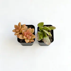 2 Inch Succulent Pair: Colorful Graptosedum Alpenglow Rosettes and Senecio Jacobsenii Trailing Jade Plump Green Leaves with Purple Undersides Cascading Textural Combo