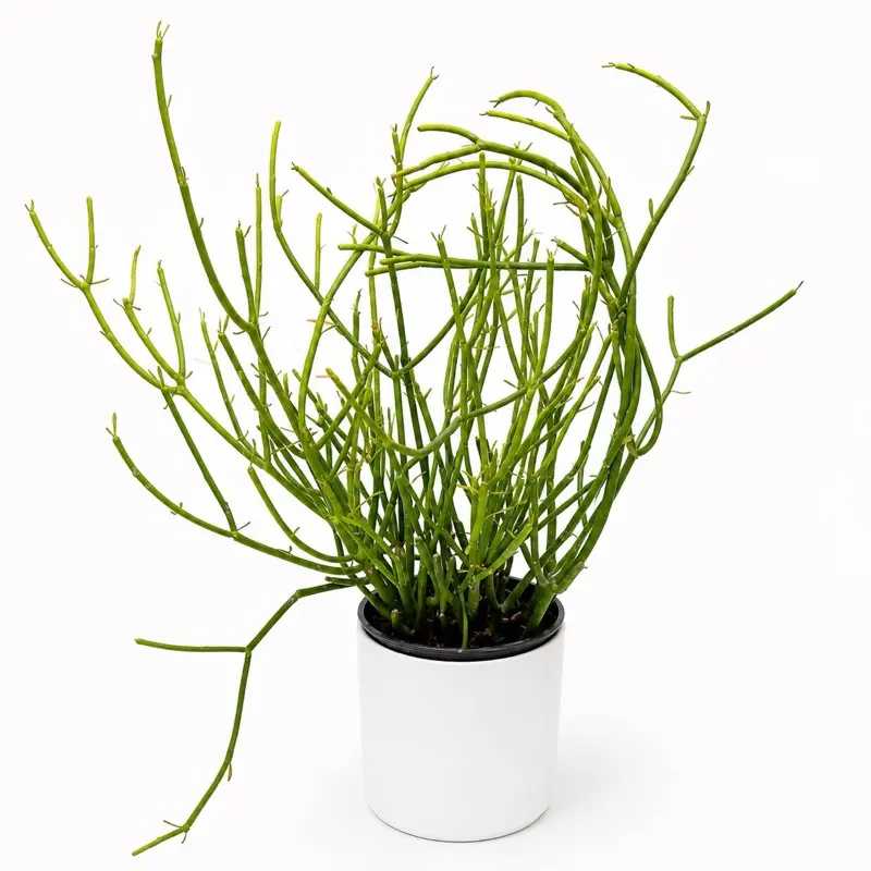 Euphorbia tirucalli ‘Firesticks’ 6” Pot – Colorful Pencil Cactus | Easy-Care Drought-Tolerant Succulent
