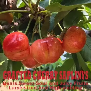 3-Year grafted red cherry saplings, high-quality strong saplings, sweet and crispy meat, suitable for planting on courtyard balconies