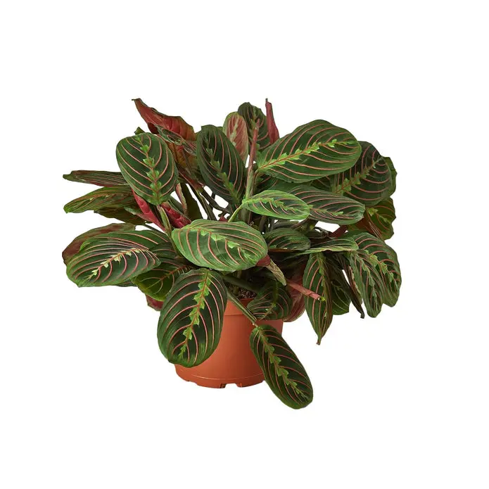 212 MAIN 6 in. Maranta Red Prayer Live House Plant - Evergreen, Tropical, Variegated Perennial Indoor Plant in Nursery Pot (Dropship Eligible)