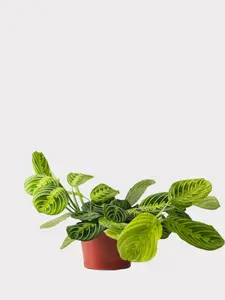 Maranta Lemon Lime - Prayer Plant - Maranta leuconeura