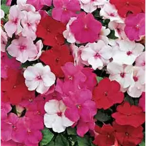 Green River 50 Peppermint Mix Impatiens Seeds- Premium Perennial Flower Seeds for Shady Gardens, Hummingbird Attracting, Vibrant Blooms, Ideal for Pots & Borders