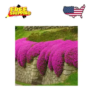 1500+ Creeping Thyme Seeds Purple Pink Ground Cover Heirloom