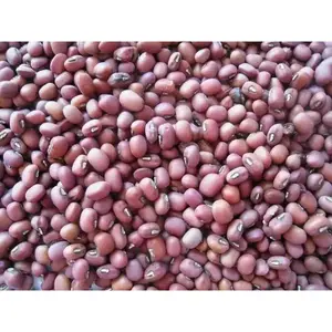 Red Mung Bean Sprouting Seeds - Ideal for Sprouting and Growing Fresh Beans