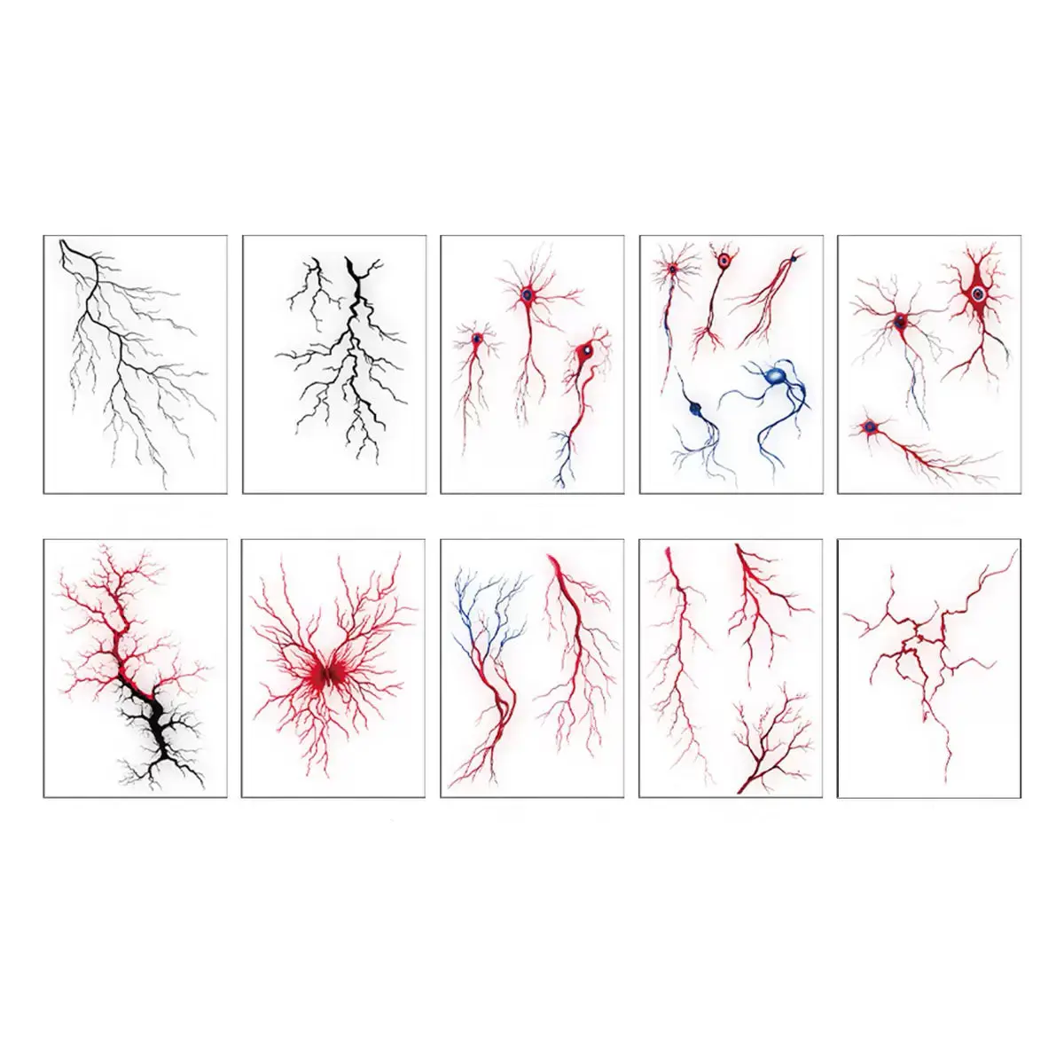 Veins bundle