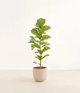 Fiddle Leaf Fig