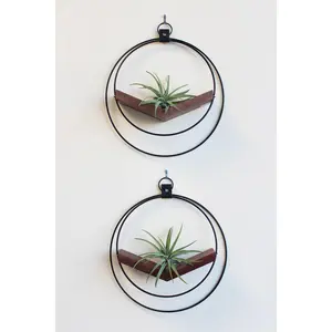 Air Plant V-Hanger Duo