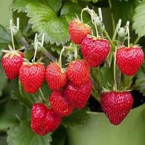 CZ GRAIN Red Strawberry Seeds for Planting - 30 Seeds - Perfect for Gardeners Looking to Grow Fresh Berries