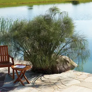 Graceful Grasses® King Tut® Egyptian Papyrus